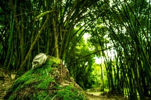 forest-bamboo